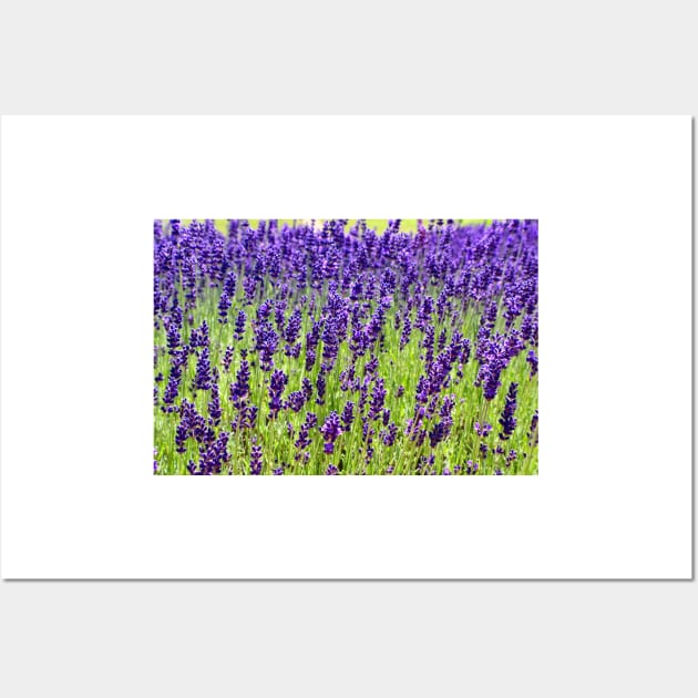 Lavender Wall Art by Colette22